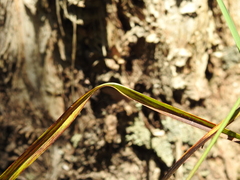 Dianella longifolia