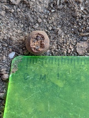 Callirhytis quercusagrifoliae