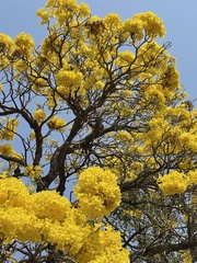 Tabebuia aurea