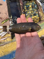 Novaculichthys taeniourus