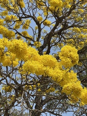 Tabebuia aurea
