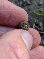 Callirhytis quercusagrifoliae