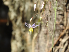 Dianella longifolia