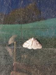 Larentiinae