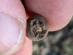 Callirhytis quercusagrifoliae