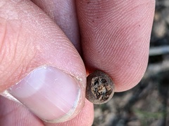 Callirhytis quercusagrifoliae