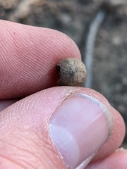 Callirhytis quercusagrifoliae