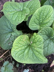 Brunnera