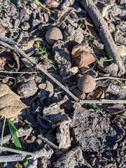 Callirhytis quercusagrifoliae