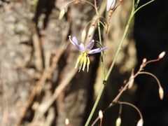 Dianella longifolia