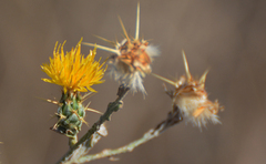 Centaurea solstitialis