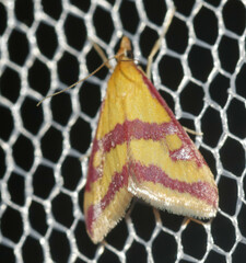 Pyrausta sanguinalis