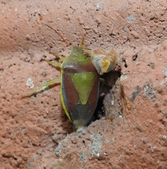 Piezodorus lituratus
