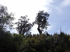 Metrosideros robusta