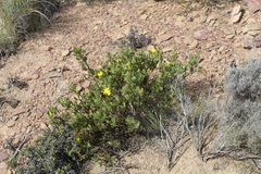 Osteospermum moniliferum