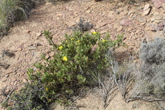 Osteospermum moniliferum