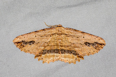 Menophra abruptaria