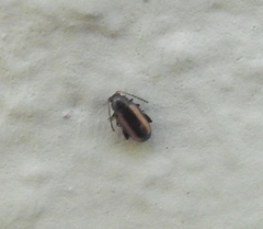Phyllotreta