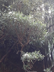 Brachyglottis kirkii