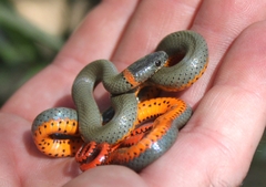 Diadophis punctatus modestus