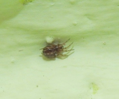 Steatoda castanea