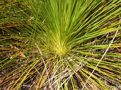 Xanthorrhoea johnsonii