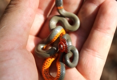 Diadophis punctatus modestus