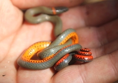 Diadophis punctatus modestus