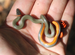 Diadophis punctatus modestus