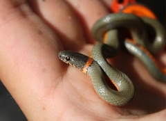 Diadophis punctatus modestus