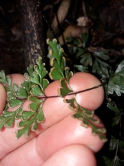 Lindsaea trichomanoides