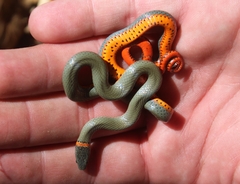 Diadophis punctatus modestus