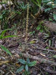 Hetaeria oblongifolia