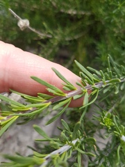 Microdon capitatus