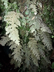 Hymenophyllum frankliniae