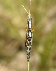 Mopsolodes australensis