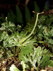 Hymenophyton flabellatum