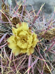 Ferocactus cylindraceus