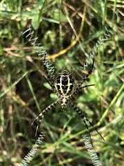 Argiope anasuja