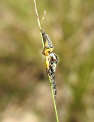 Mopsolodes australensis