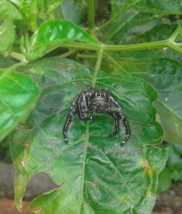 Hyllus diardi