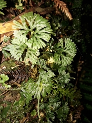 Hymenophyton flabellatum