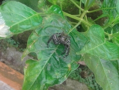 Hyllus diardi