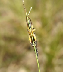 Mopsolodes australensis