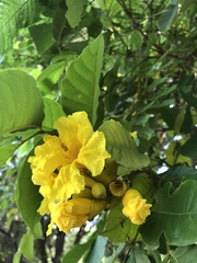 Tecoma stans