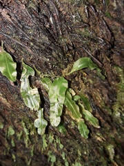 Symphyogyna subsimplex
