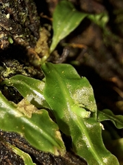 Symphyogyna subsimplex