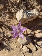 Colchicum variegatum