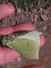 Aenetus virescens