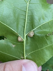 Macrodiplosis majalis